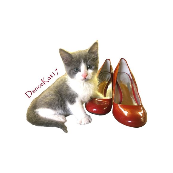 Meet your Posher, Posh - Picture 1 of 7